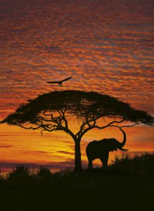 Painel Fotográfico 4-501 Pôr do Sol Africano | Consultar disponibilidade do Produto |