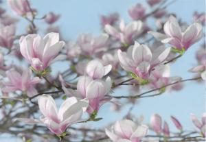 Painel Fotográfico 8-738 Flores de Magnólia | Consultar disponibilidade do Produto |