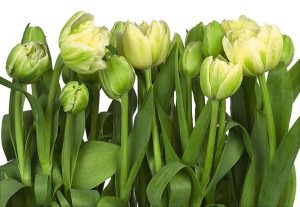 Painel Fotográfico 8-900 Flores Tulipas | Consultar disponibilidade do Produto |