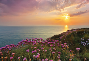 Painel Fotográfico 8-901 Rosas a Beira Mar | Consultar disponibilidade do Produto |