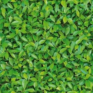Papel de Parede Natural Zen 3480-1 | Consultar disponibilidade do Produto |