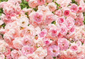 Painel Fotográfico 8-937 Rosas | Consultar disponibilidade do Produto |