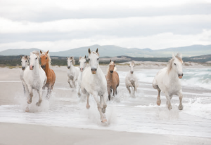 Painel Fotográfico 8-986 White Horse | Consultar disponibilidade do Produto |