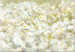 Painel Fotográfico 8-994 Flores de Verão | Consultar disponibilidade do Produto |