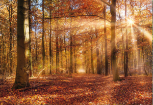 Painel Fotográfico 8-997 Floresta Vermelha | Consultar disponibilidade do Produto |