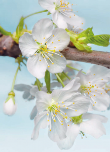 Painel Fotográfico 2-033 Flor de Maçã | Consultar disponibilidade do Produto |