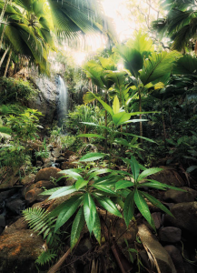 Painel Fotográfico 2-527 Cachoeira e Mata Verdejante | Consultar disponibilidade do Produto |