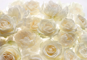 Painel Fotográfico 4-007 Rosas Brancas | Consultar disponibilidade do Produto |