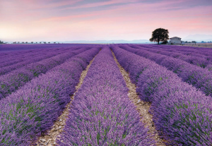 Painel Fotográfico 4-036 Campo de Lavanda | Consultar disponibilidade do Produto |