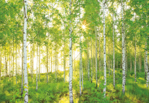 Painel Fotográfico 4-519 Floresta Verde | Consultar disponibilidade do Produto |