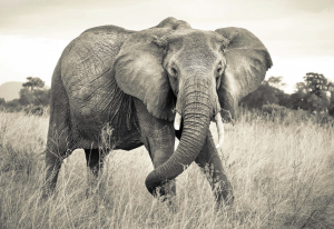 Painel Fotográfico 4-529 Elefante Africano | Consultar disponibilidade do Produto |
